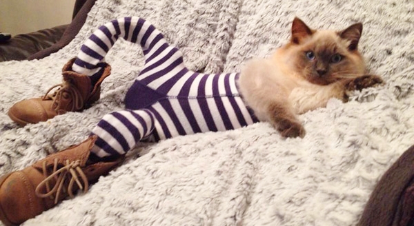 cats-in-tights-15.jpg