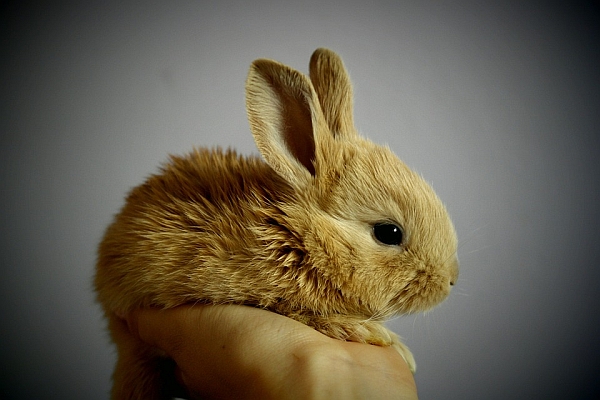 001--BeCrueltyFree法案.化妝品動物實驗.兔