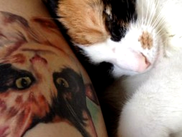 cat tattoo--003(www.petfinder.com).jpg