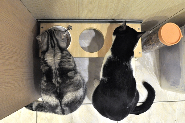 MOMOCAT 貓餐桌