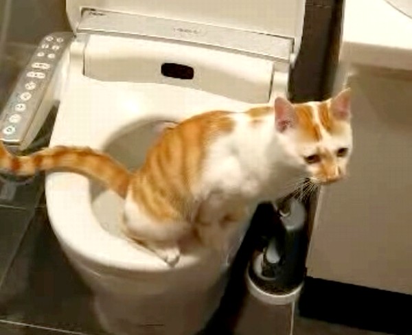 貓咪用馬桶上廁所.jpg