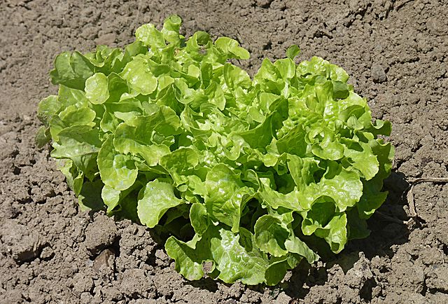 640px-Green_Oak_Leaf_lettuce_J1