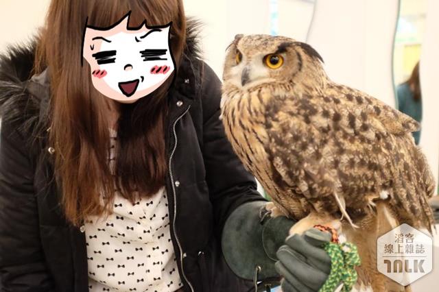 owl6.jpg