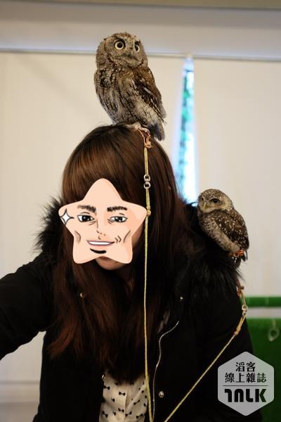 owl9.jpg
