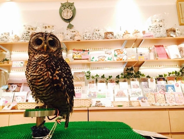 owl12.jpg