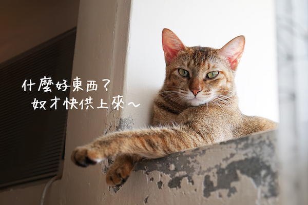 CAT01.jpg