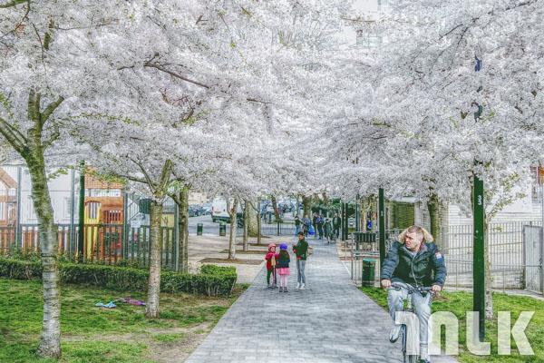 Sakura 4.jpg