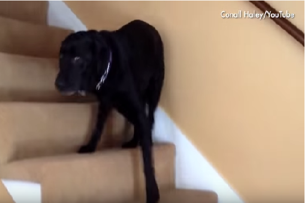 160205 dogs who can't figure out stairs_2.png