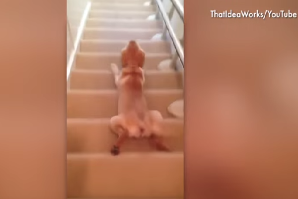 160205 dogs who can't figure out stairs_3.png