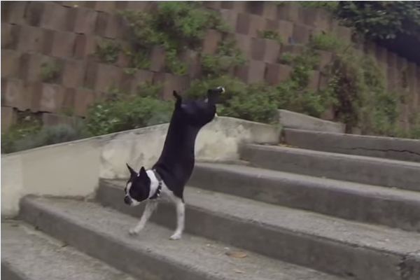 160205 dogs who can't figure out stairs_4.png