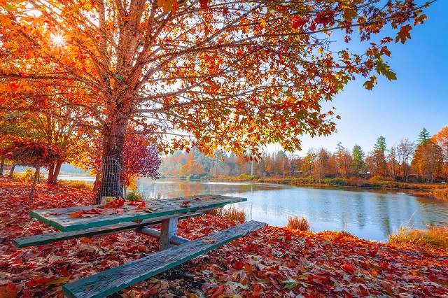 autumn-leaves-beautiful-daylight-1741696.jpg