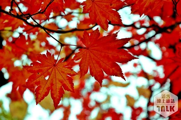 紅葉特寫