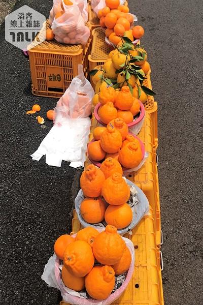 濟州島橘子種類多樣化