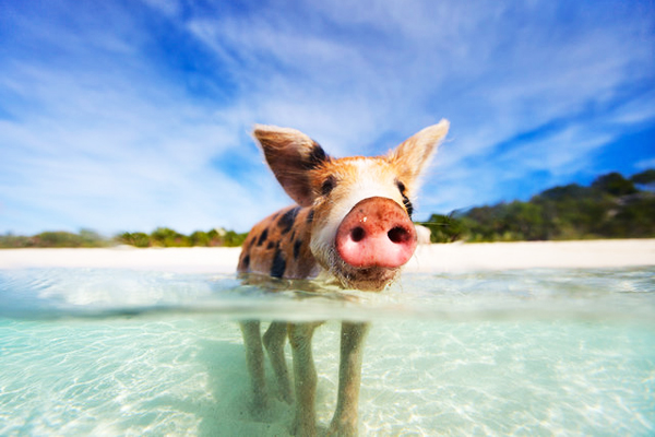 04.60729763巴哈馬Swimming pigs of Exumas海域.jpg