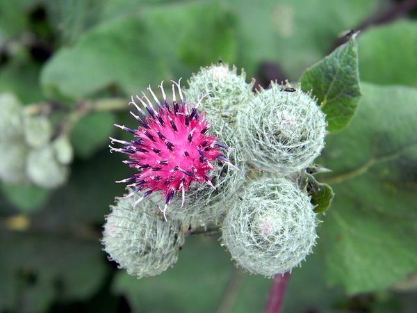 burdock-831989_640.jpg