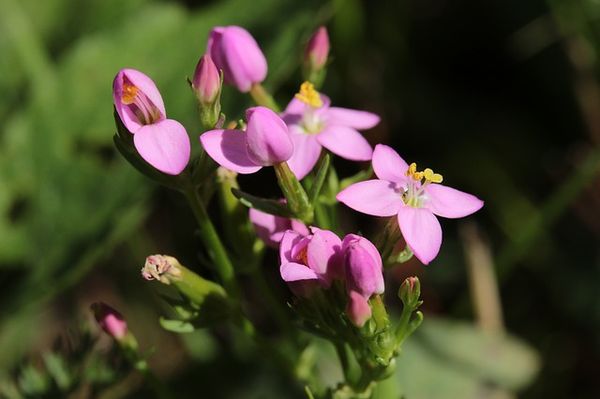 centaury-940360_640.jpg