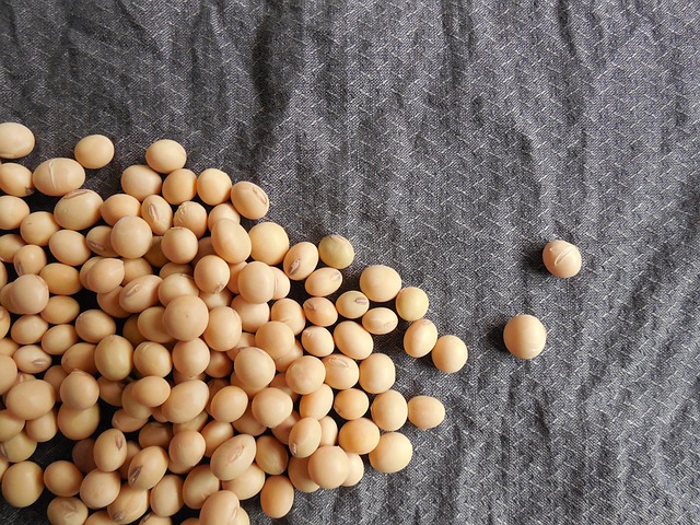 soybeans-182294_640.jpg